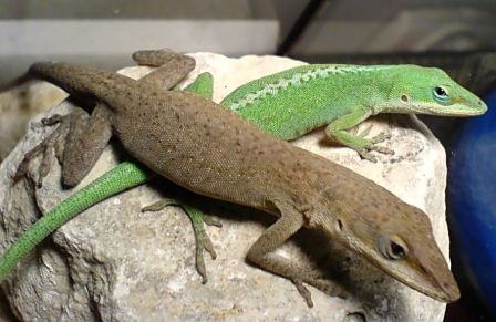 Anolis verde