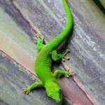 gecko o salamandra