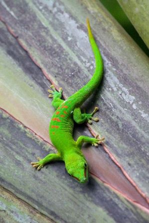 gecko o salamandra