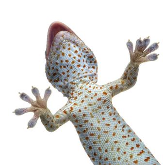 salamandra gecko