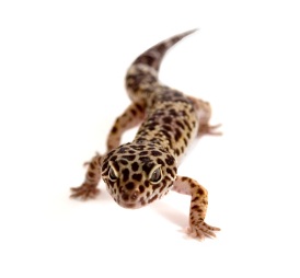 gecko leopardo