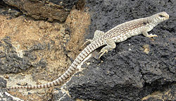 iguana del desierto