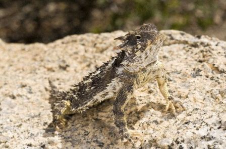 lagarto con cuernos