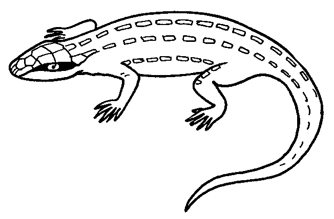 dibujos de lagarto