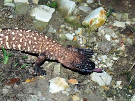 lagarto enchaquirado