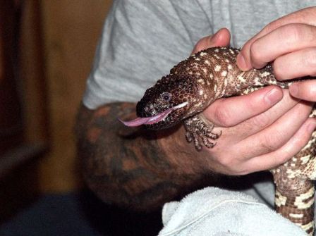 lagarto enchaquirado mexicano