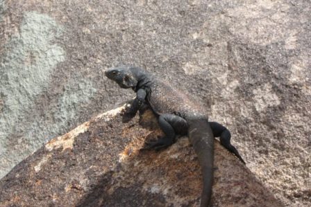 Chuckwalla 2