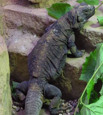 Chuckwalla