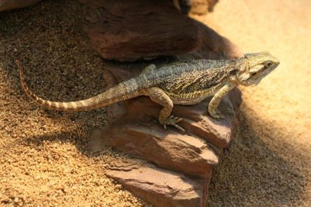 Iguana del desierto