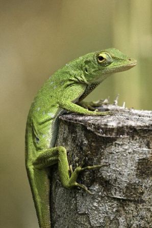 anolis verde
