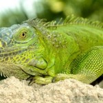iguana verde