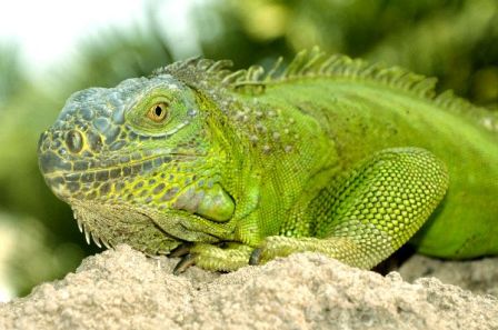 iguana verde