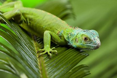 Iguana verde