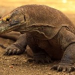 dragon de komodo