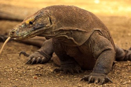 dragon de komodo
