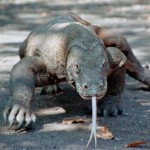 dragon de komodo 2