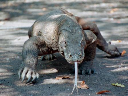 dragon de komodo 2