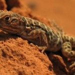 leopard lizard
