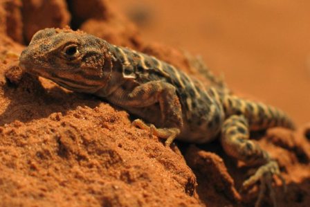leopard lizard