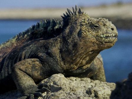iguana marian en galapagos