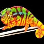 camaleon pantera