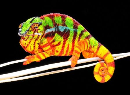 camaleon pantera