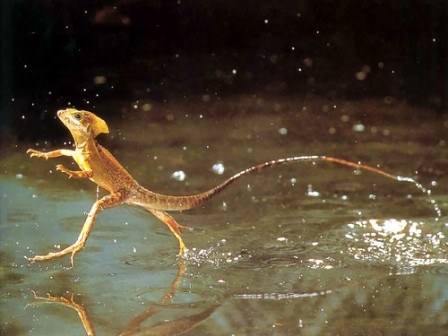 basilisco comun corriendo en el agua