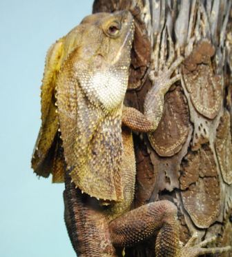 lagarto con chorreras