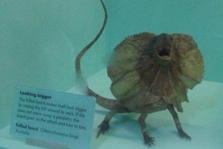 lagarto con chorreras