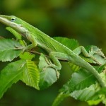 lagartija