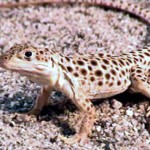 lagarto leopardo