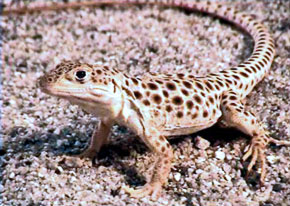 lagarto leopardo