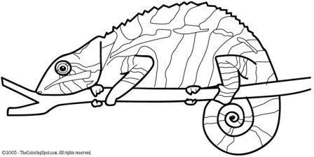 lagarto para colorear
