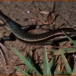 eslizon