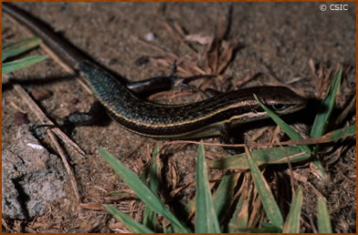 eslizon